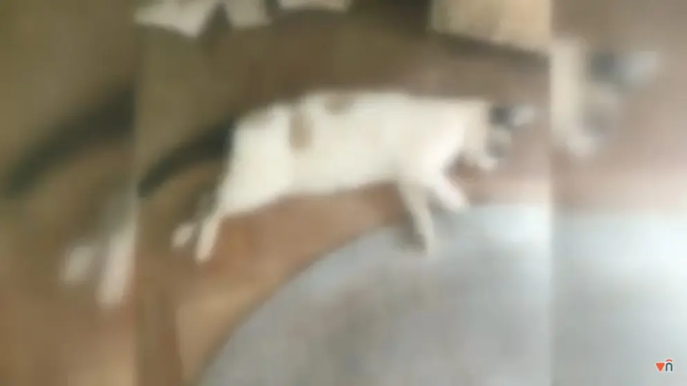 Uno de los gatos envenenados