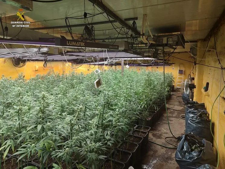 La plantación desmanteada de marihuana