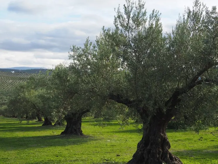 olivo-1024x768