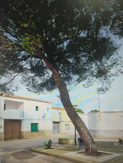 viso árbol inclinado de Villalba