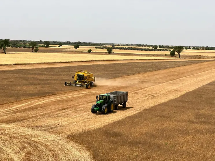 Siega del cereal. Fuente ASAJA