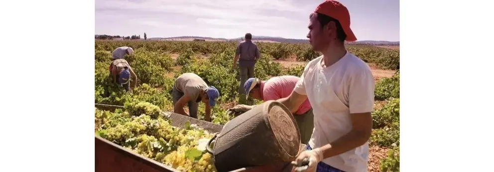 Archivo Trabajadores en vendimia
