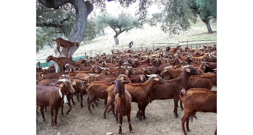Ganado caprino