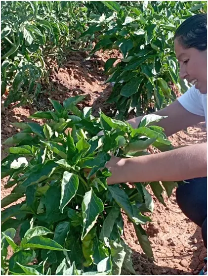 Curso de iniciación a la agricultura ecológica