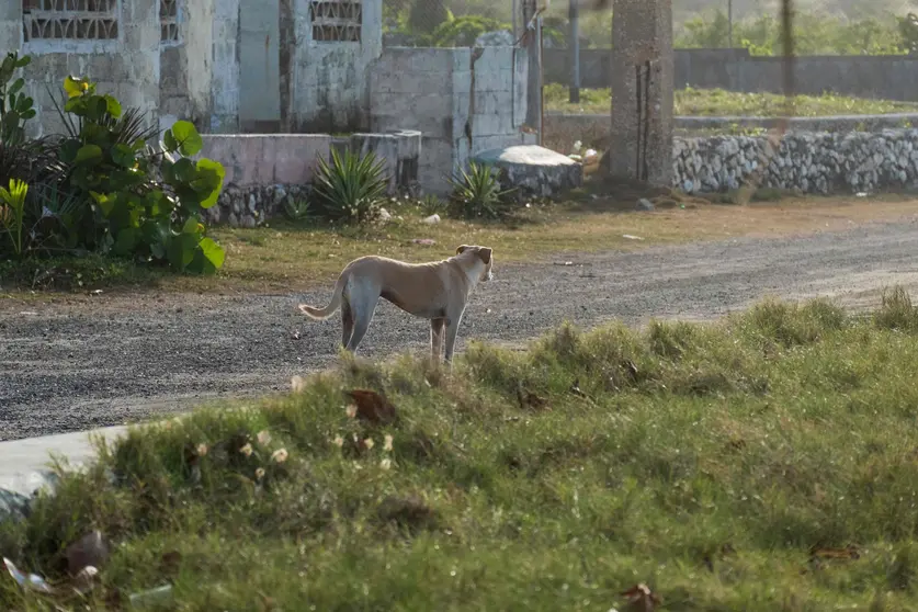 Perro abandonado_baja