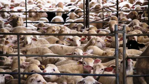 Ovejas en una explotació ganadera de La Solana