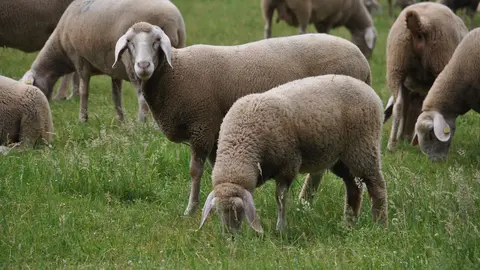 Ovejas - Ganadería de ovino