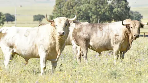 Toros Bravos 
Foto: torosdelidia.es
