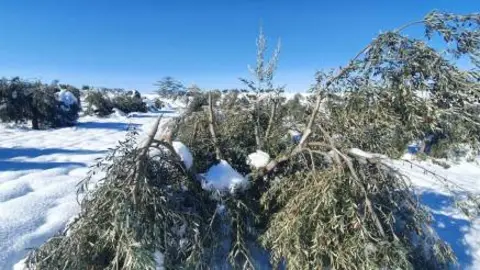 Olivar dañado por la nieve