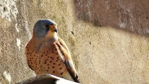Cernícalo primilla
Foto: Amadeo Quiñones