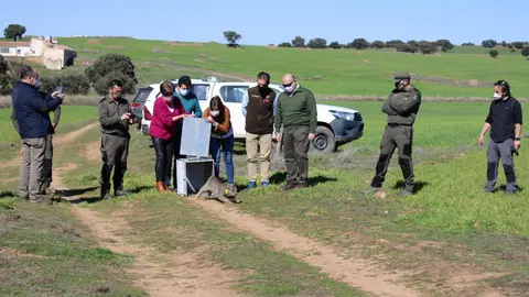 Liberación de lince
