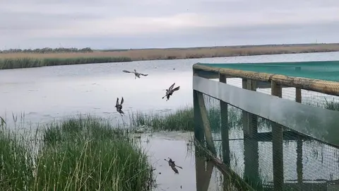 Suelda de 20 cercetas pardillas en Alcázar de San Juan