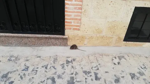 Rata en la calle Antonio Iniesta de Manzanares