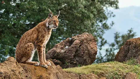 Lince ibérico