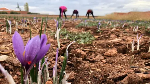Plantación de Azafrán 
Foto: RTVE