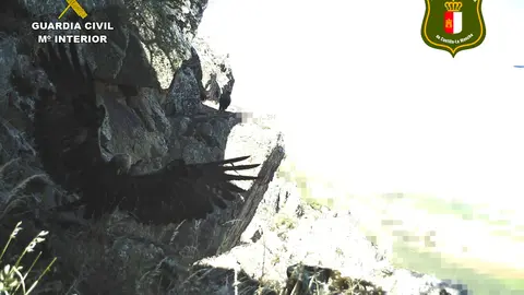 Cría de águila real