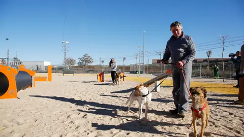 Perros del Centro Municipal Canino de Valdepeñas