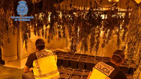 Desmantelamiento del cultivo indoor de marihuana en Argamasilla de Alba