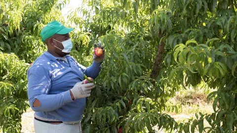 Temporero
Foto: RTVE