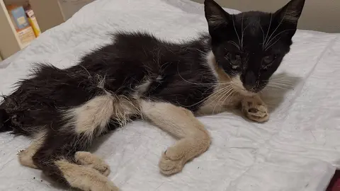 Pandorita, una de las gatas fallecidas en estos tres meses por un disparo en la Colonia de Lolita