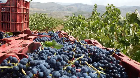 Recogida de uvas en la vendimia