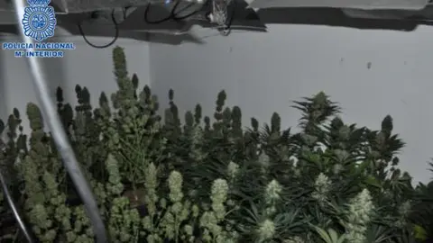 Cultivo indoor de marihuana en Puertollano