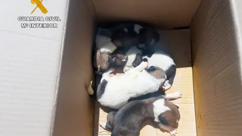 Cachorros de mastín abandonados en Viso del Marqués