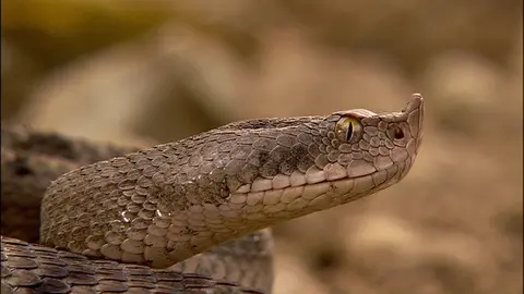 Víbora hocicuda
Foto: RTVE