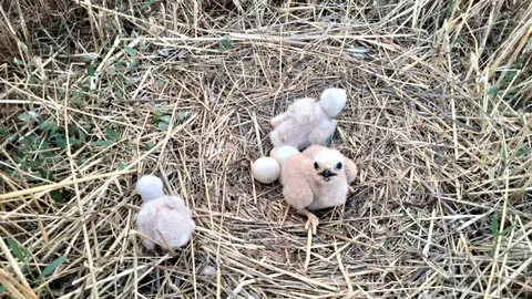 Pollos de aguilucho cenizo