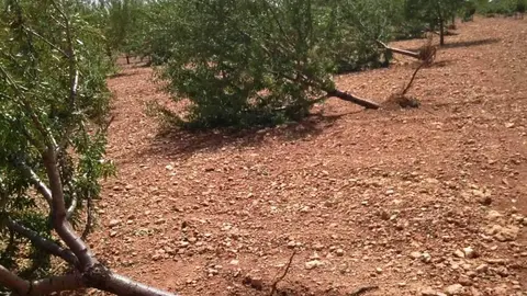 Almendros derribados por la tormenta del 11 agosto de 2021