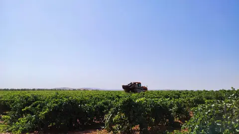 Paron de la vendimia 2021