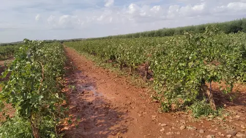 Zona afectada por los granizos en Almagro
