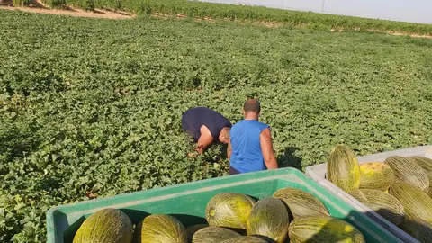 Campaña de melón