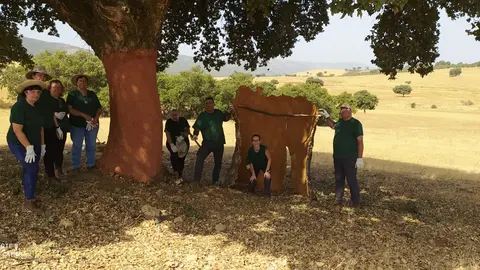 Alumnos del programa de Recualificación y Reciclaje Profesional (RECUAL) “Aprovechamientos Forestales Viso Natural” realizando labores de descorche en Viso del Marqués