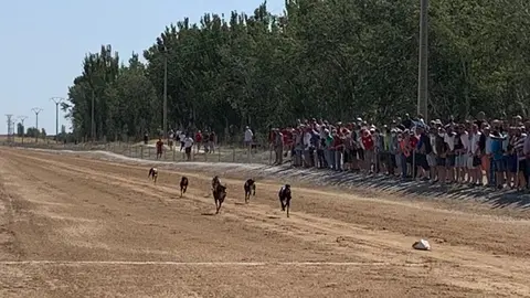 Carrera de galgos