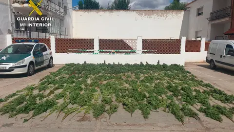 Marihuana incautada en la finca entre Almodóvar y Brazatortas