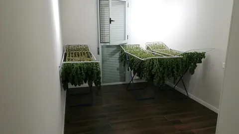 Marihuana encontrada en un domicilio de Tomelloso