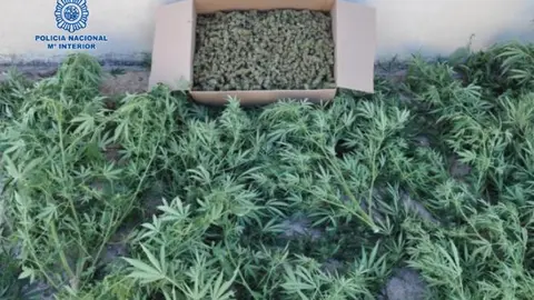 Mariahuana decomisada en Puertollano