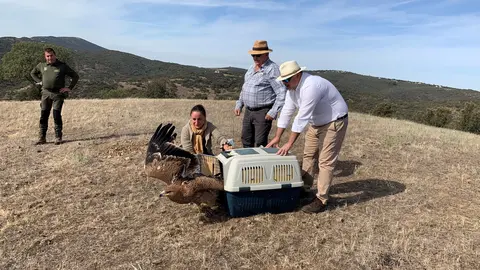 Suelta del águila en Castellar de Santiago