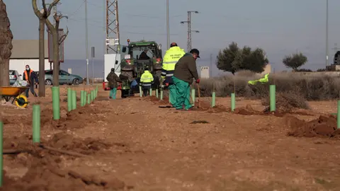 Plantación de 1000 árboles en el polígono industrial de Manzanares