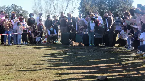Suelta de tres linces en Viso del Marqués (3)