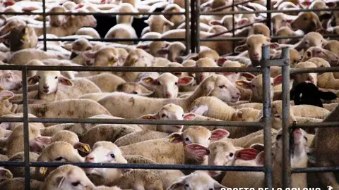 Ovejas en una explotación ganadera de La Solana