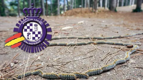 Orugas procesionarias