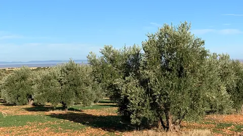 Olivos del Campo de Montiel
