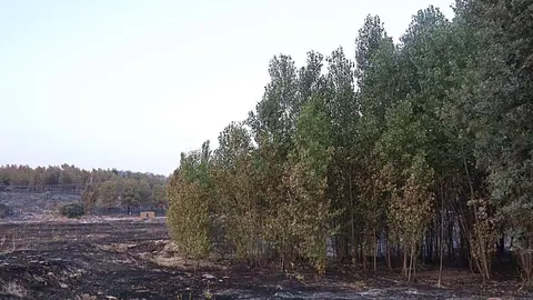 Incendio de Ruidera

Foto: Luis Fernández-Arroyo