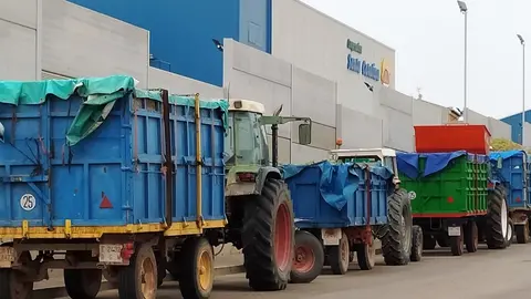 La Cooperativa Santa Catalina ha comenzado la campaña de vendimia con variedades tempranas