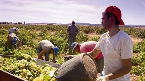 Vendimia en Valdepeñas