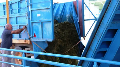 La variedad airén supone gran parte del volumen de cosecha de la entidad solanera