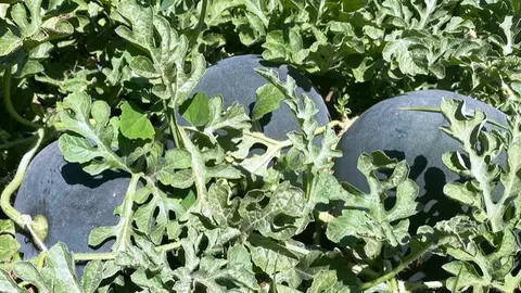 Los países europeos demandan sandía por las altas temperaturas del verano                     
Foto: Dulcinea de La Mancha S.L.