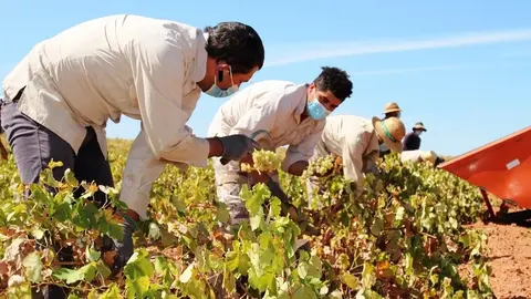 Pasada vendimia en La Solana